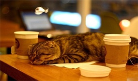 Кафе с котами в мире